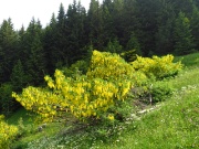 05 Maggiociondolo